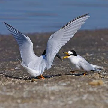 Little tern Stock Photos