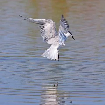 Little tern Stock Photos