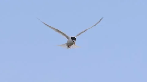Little tern (Sternula albifrons) Stock Footage 194571185