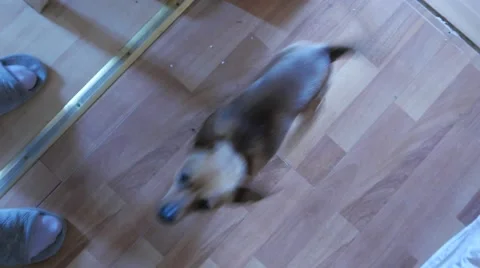 Little terrier Stock Footage 51438250