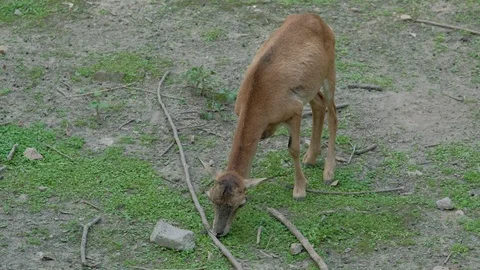The little thar sheep foraging on the grass 스톡 동영상 119454848