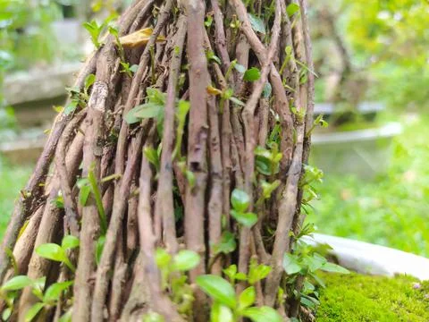 Little Three 库存照片