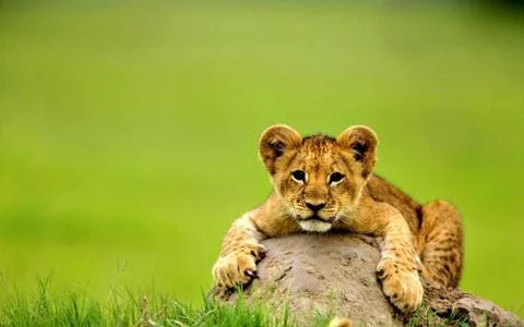 Little tiger Stock Photos