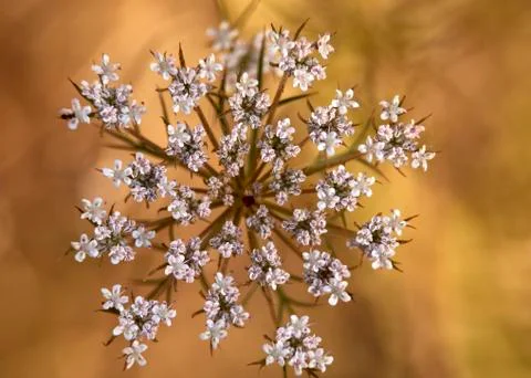 Little tiny flowers on brown background Stock Photos