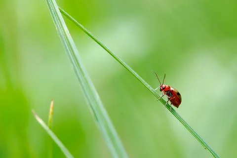 Little tiny red insect hanging on thin grass Stock Photos