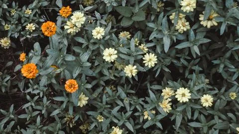 Little Tiny Small orange and white Flowers on dark green leaves Background .. Stock Photos