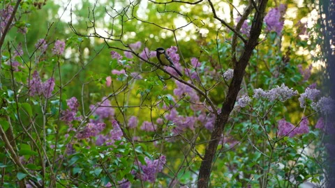 Little tit between lilac branches going to feed chick Stock Footage 124892662