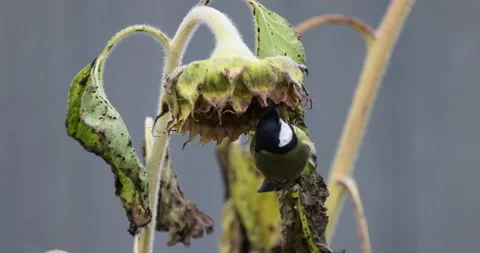 Little Tit Eats Sunflower Seeds, 4K slomo Stock Footage 166113143