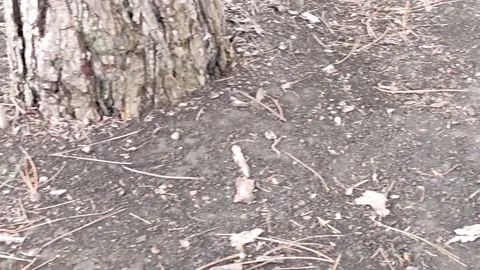 Little tit jumping around a tree in the park Stock Footage 154196210
