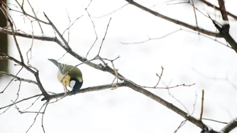 A little tit sits on a tree branch and eats a seed, peeling it with its beak Stock Footage 328017570