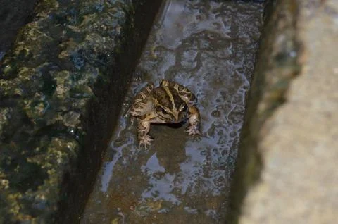 Little toad Stock Photos