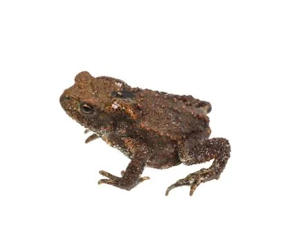 Little toad Stock Photos