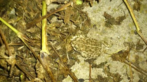 Little toad Stock Photos