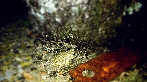 Little toad Stock Photos