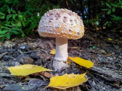 Little toadstool Stock Photos