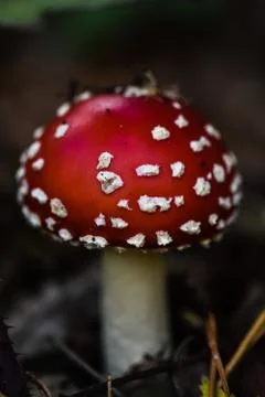 Little Toadstool Stock Photos