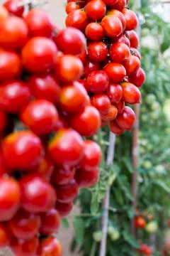 Little tomatoes Foto stock