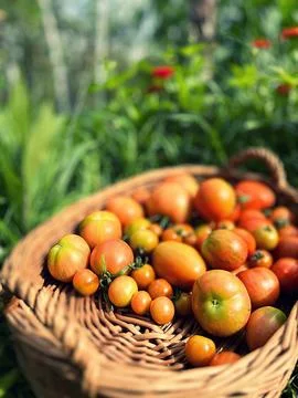 Little tomatoes Stock Photos