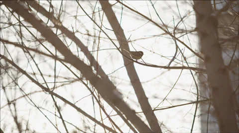 Little Tomtit Bird in Light of the spring Sun Video stock 36035729