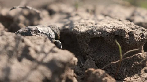 Little tortoise is cramberring up Stock Footage 88736944