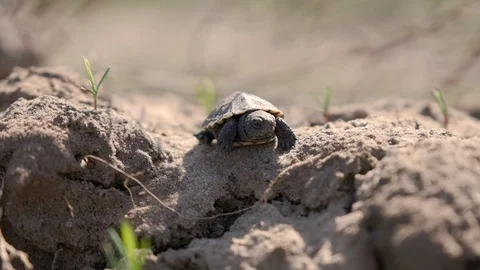 Little tortoise is walking in the sunlight Video stock 88735981