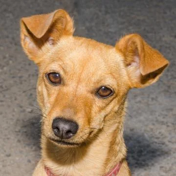 Little tramp - ginger mongrel needs some love Stock Photos