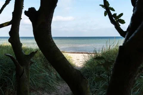Little tree on beach Stock Photos