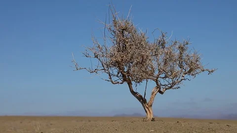 Little tree bush close up in Namibia dry and arid desert landscape of Namib  Stock Footage 102738193