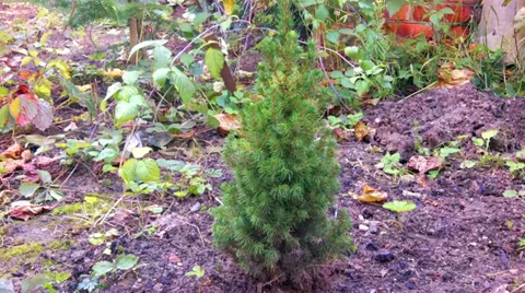 Little Tree Stock-Footage 32548782