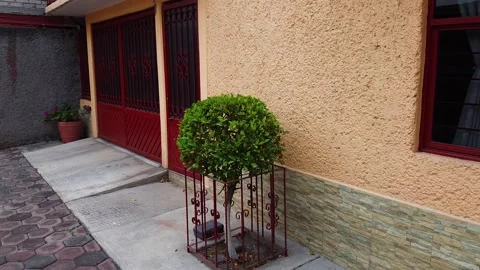 Little tree Stock Footage 130423453