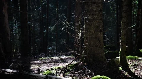 Little tree in the forest 13 Stock Footage 167071674