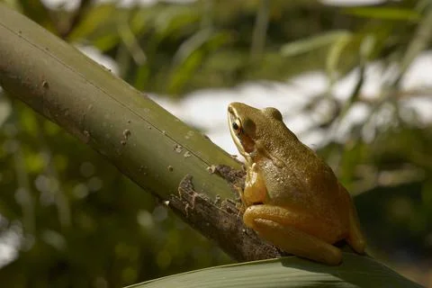 A little tree frog Stock Photos