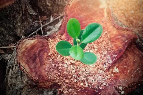 Little tree growing on the cut down of big tree Fotos de archivo