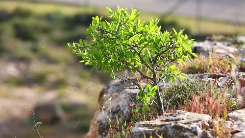 A little tree growing on top of cliff Stock Footage 98042753