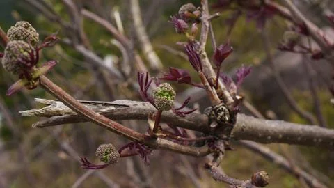 Little tree limb growing in spring Stock Photos
