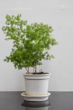 Little tree Stock Photos