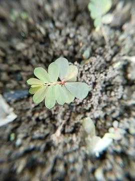 Little tree 스톡 사진