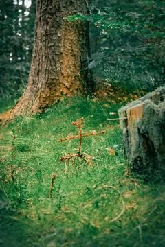 Little tree 스톡 사진