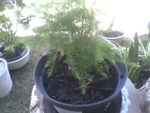 Little tree in a small pot at the flower shop, it will grow Stock Footage 163682526