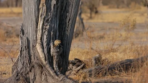 Little tree squirrel sitting on trunk in Moremi Botswana Video stock 113963949