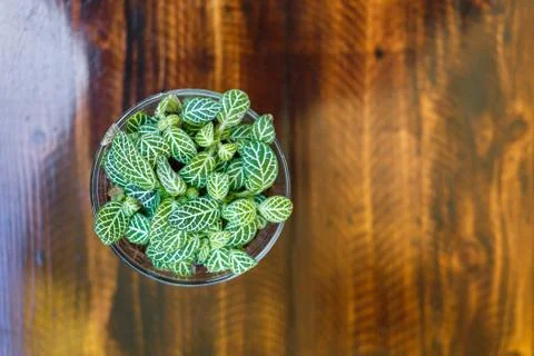 Little tree on table Stock Photos