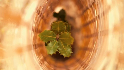 LITTLE TREE A tree grows in the south of France. Day time, high angle shot. Stock Footage