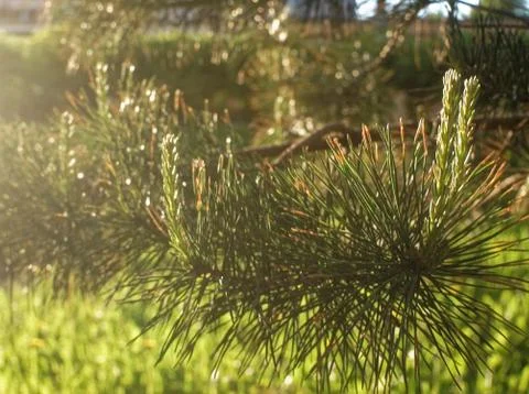 Little tree under the window panel building Foto stock