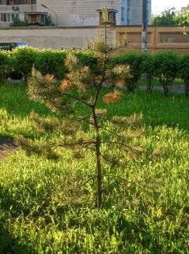 Little tree under the window panel building Foto stock
