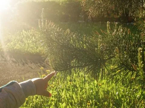 Little tree under the window panel building Stock Photos