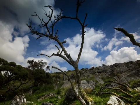 Little Tree in the Wilderness Stock Footage 80567933
