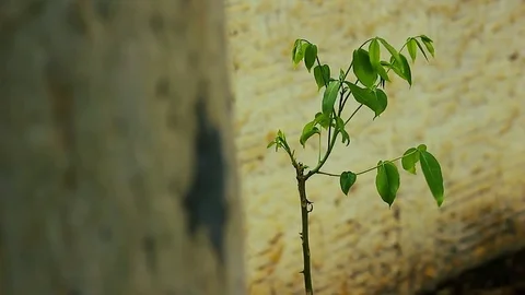 Little Tree in the wind (Medium shot) Stock Footage 70764545