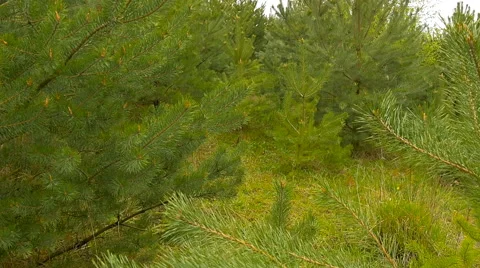 Little trees conifer forest Stock Footage 63278814