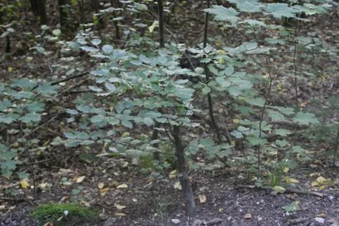 Little trees in the forest Stock Photos
