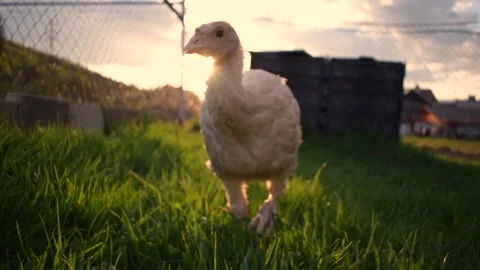 Little turkey Video stock 131179468